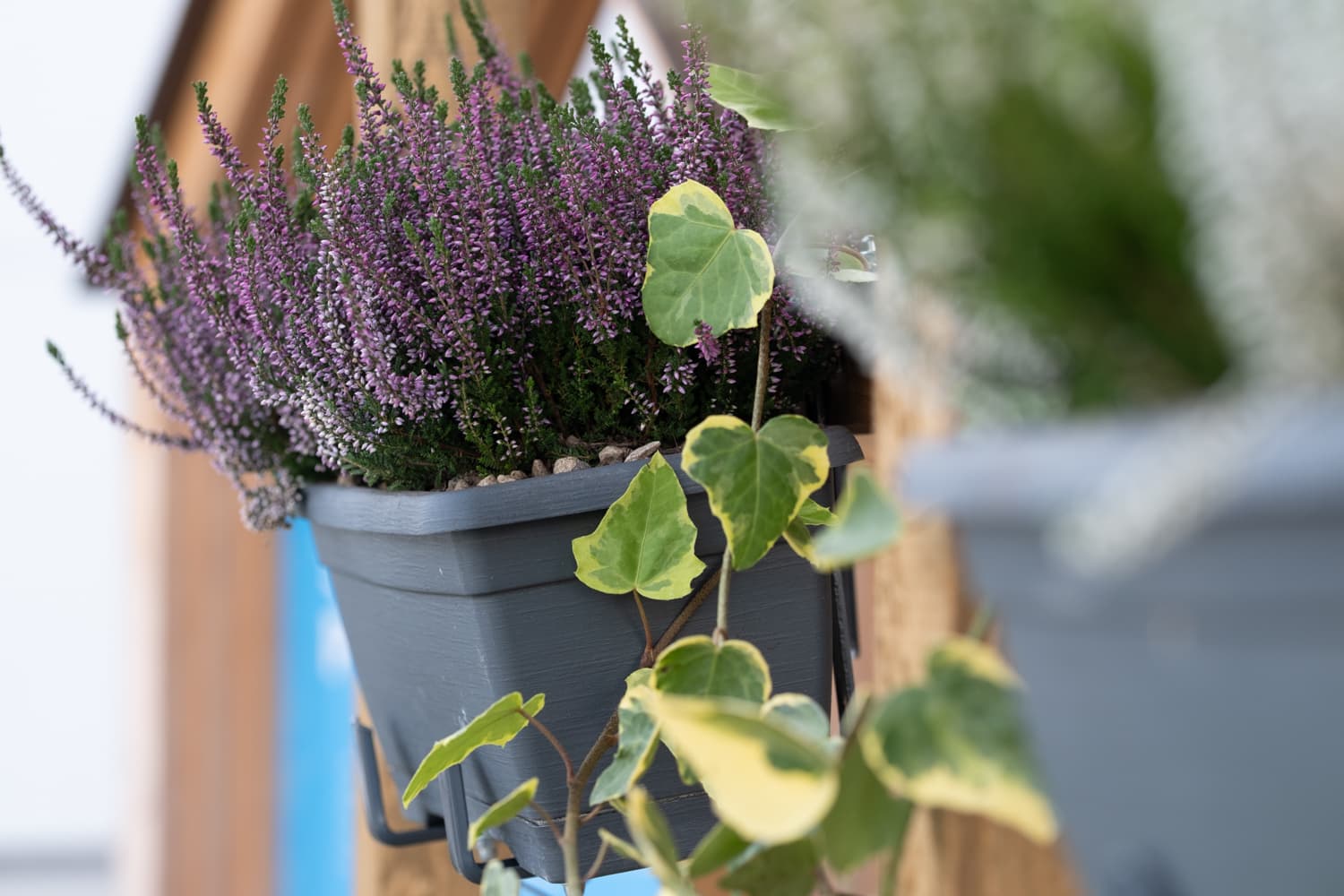 VIVĀN ELEMENT SwissBijou in Stans: Blumenkasten am Eingang